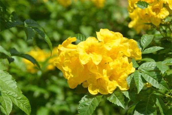 黄钟花的主要品种是什么