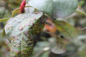 红叶石楠的病虫害及其防治