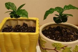 盆栽咖啡树要怎么种植