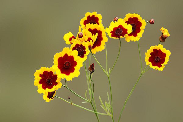 生活废料浇花好不好