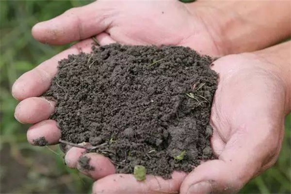 家庭养花土壤消毒的方法