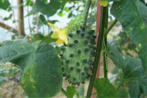 刺角瓜的种植方法