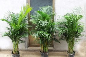 盆栽棕榈的种类介绍