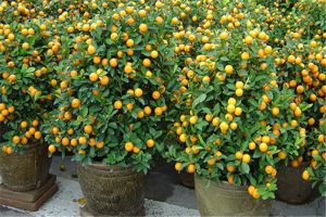 盆栽柑橘的养殖方法