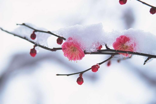 冬季需要格外注意防冻保暖的花卉大全！