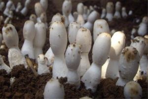 阳台种植蘑菇的方法