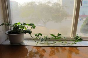 阳台盆栽西瓜的方法