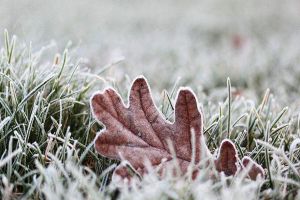 花卉凍傷怎么辦，這樣做枝葉受損也能成活！