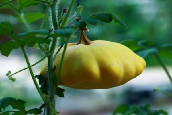 飞碟瓜的种植方法
