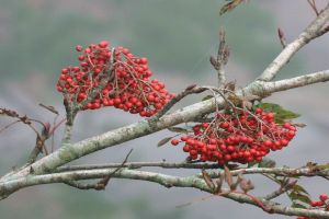 花楸怎么種植？