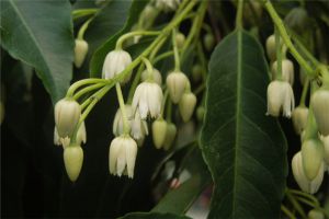 灰木莲的种植方法