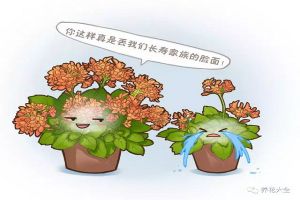 學(xué)了這幾招，長壽能開大半年，花比葉子都多！