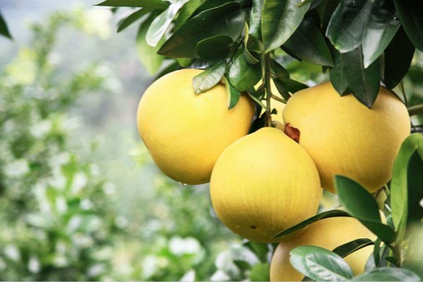 柚子的常见品种 花百科