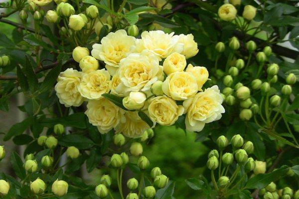 木香花和蔷薇花的区别 花百科
