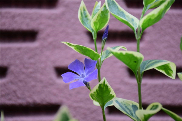 花葉蔓長(zhǎng)春怎么繁殖