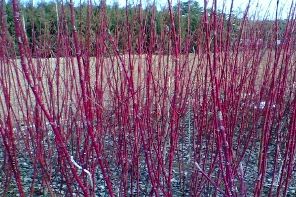 北方冬季常見(jiàn)的觀(guān)桿植物