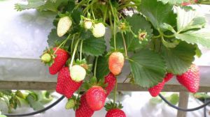 冬季草莓的种植方法