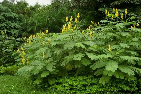 如何使翅莢決明在元旦開(kāi)花