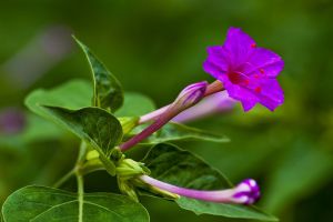 紫茉莉的种植方法