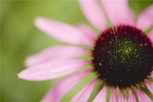 紫松果菊的病虫害防治