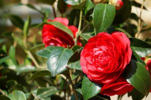 如何使山茶花在元旦開(kāi)花