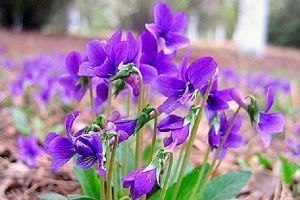 紫花地丁的养殖方法及注意事项