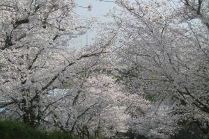 东京樱花的繁殖方式