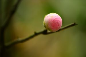 如何让茶花尽快开花