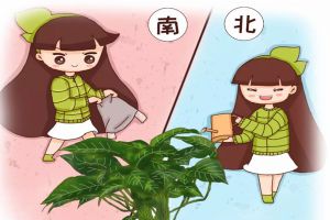 北澆淘米水，南用草木灰，用錯(cuò)了，99%的花都活不了！