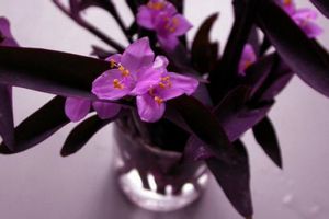 紫竹梅什么时候开花