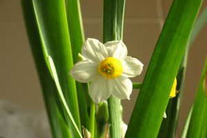 怎么样让水仙花叶子打卷