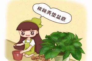 給花來個“人工呼吸”，葉子綠得像翡翠，養(yǎng)20年不爛根！