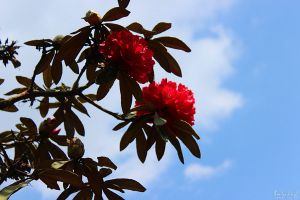 野生马缨花可以移栽吗