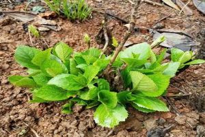 室內(nèi)繡球這么養(yǎng)，剪個(gè)枝種十盆，一分錢不花！