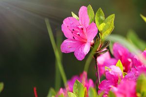 如何延长杜鹃花的花期