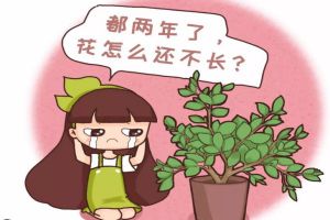 多肉君子蘭…長太慢？隨手撒點它，立馬瘋長爆盆！