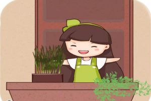 韭菜不用买，阳台种1盆，随吃随割，绿色又健康！