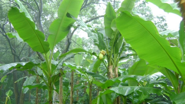 芭蕉的养殖方法和注意事项