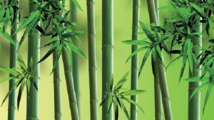 竹子的养殖方法和注意事项