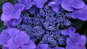紫罗兰不开花是怎么回事