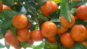 橘树怎么养