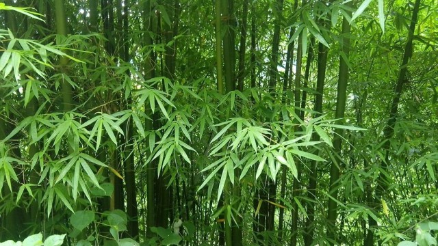 绿竹怎么养