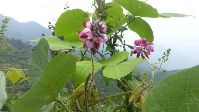 野葛的作用与功效 花百科