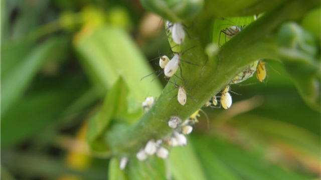 盆栽花卉长蚜虫了怎么办