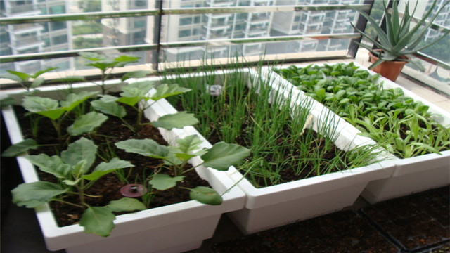 阳台种菜如何施肥
