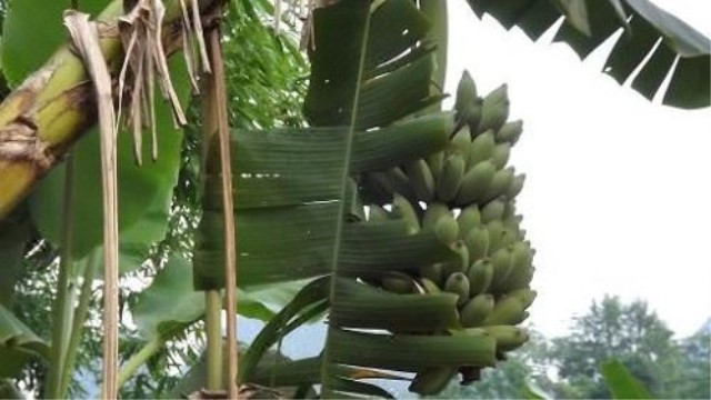 芭蕉树怎么养 花百科