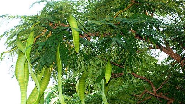 皂角树的种植方法