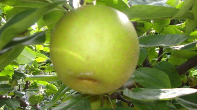 翠冠梨的种植方法和注意事项