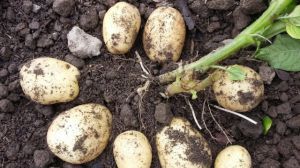 阳台土豆的种植方法