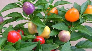 五彩椒的养殖方法